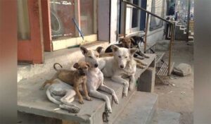దారుణం.. 100 కుక్కలకు విషం పెట్టి చంపేశారు..!