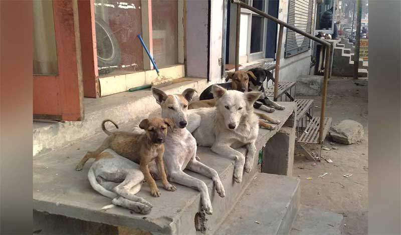 దారుణం.. 100 కుక్కలకు విషం పెట్టి చంపేశారు..!