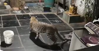 Srisailam Temple, Andhra Pradesh