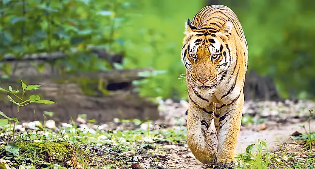 NTCA: ఏడాదిలో 166 పులుల మృత్యువాత