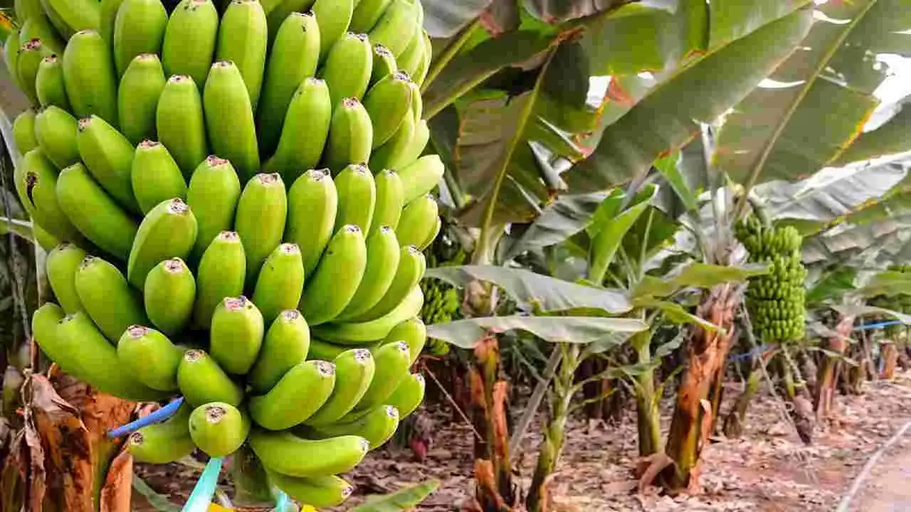 Banana Price Today