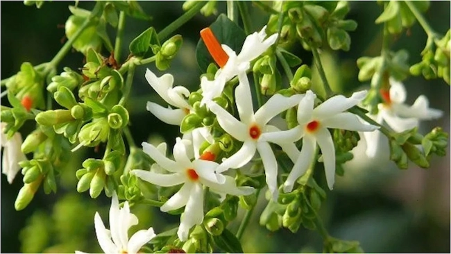 Lakshmi Puja: పూజా, ఆరోగ్యానికి పారిజాత మొక్క ప్రయోజనాలు