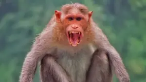 ఢిల్లీలో కోతుల సమస్యకు మిమిక్రీ పరిష్కారం