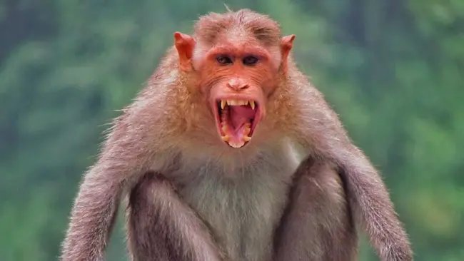 Delhi Assembly: ఢిల్లీలో కోతుల సమస్యకు మిమిక్రీ పరిష్కారం