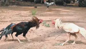 పల్లెల్లో ప్రారంభమైన సంక్రాంతి శోభ