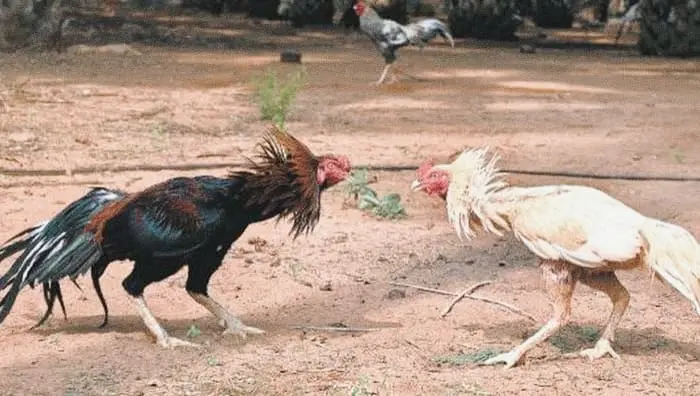 Sankranti festival: పల్లెల్లో ప్రారంభమైన సంక్రాంతి శోభ