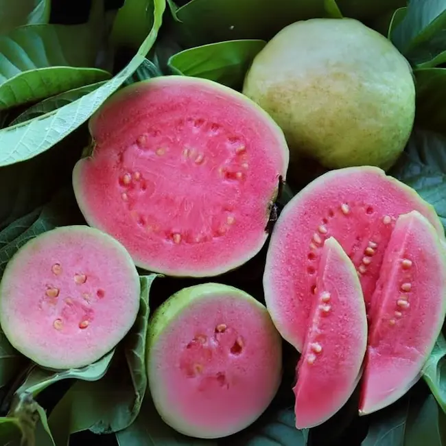 జామకాయ అమృతమే.. కానీ కొంతమందికి విషంతో సమానం!