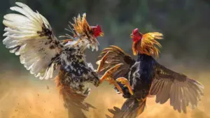 దూకుతున్న ‘పందెం’ కోళ్లు.. పోలీసుల హెచ్చరికలు బేఖాతరు