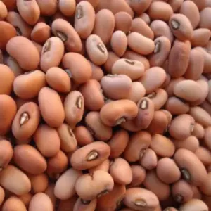 నాసిరక విత్తనాలు… పంట శూన్యం