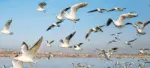 Migratory Birds
