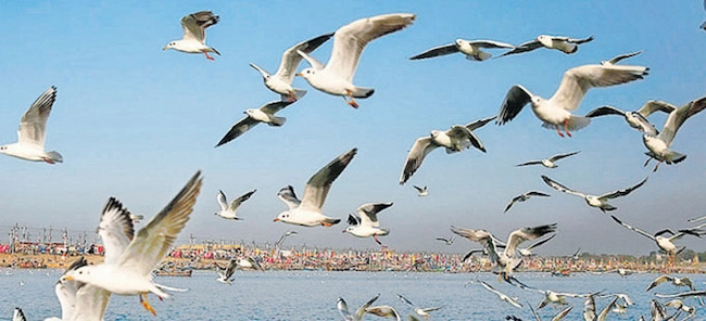 Migratory Birds: ప్రకాశంలో వలస పక్షుల అక్రమ వేట.. స్థానికుల్లో భయాందోళనలు