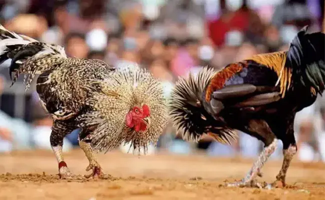 గోదావరి పల్లెల్లో కోడి పందేలు షురూ