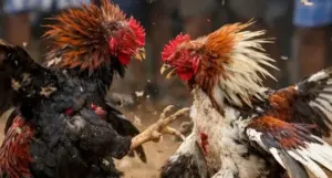 తిరుపతి జిల్లాలో కోడి పందాలు, జూదంపై సంపూర్ణ నిషేధం