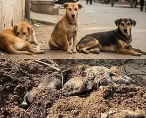 వీధికుక్కల సామూహిక మృతి ఘటన కలకలం