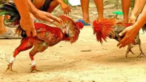 కోళ్ల పందేలు ఎన్ని రకాలుంటాయో తెలుసా..?