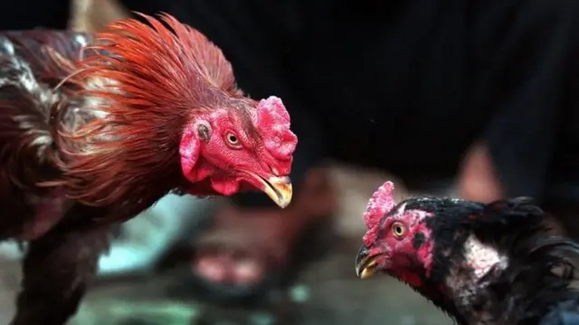 Sankranti Traditions