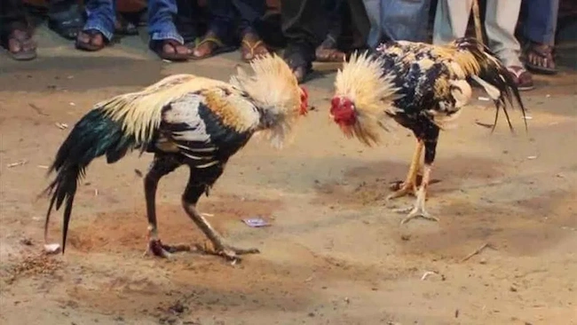 Sankranti Festival:తాడిపల్లిగూడెం, భీమవరంలో ఉదృతంగా సాగిన పందేలు