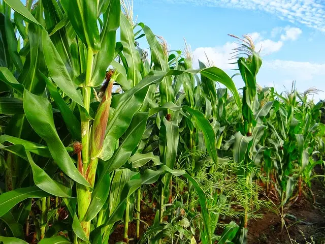 Telangana: Maize cultivation area in Yasangi season