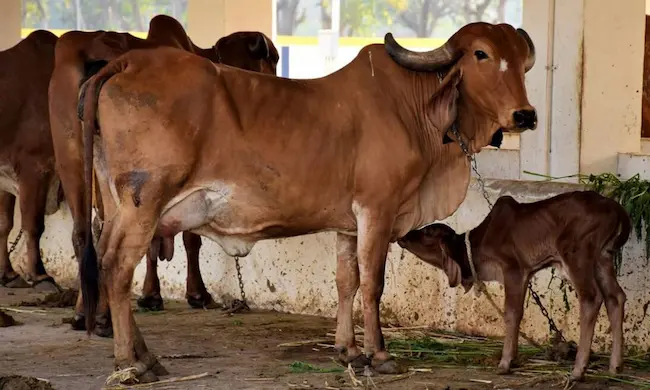 Andhra Pradesh: రైతులకు శుభవార్త: పశువుల బీమా పథకం అమలు