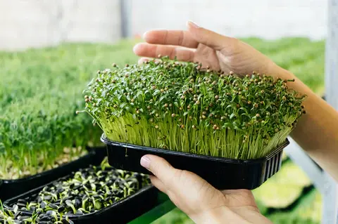 Gardening: How to grow microgreens that are good for your health