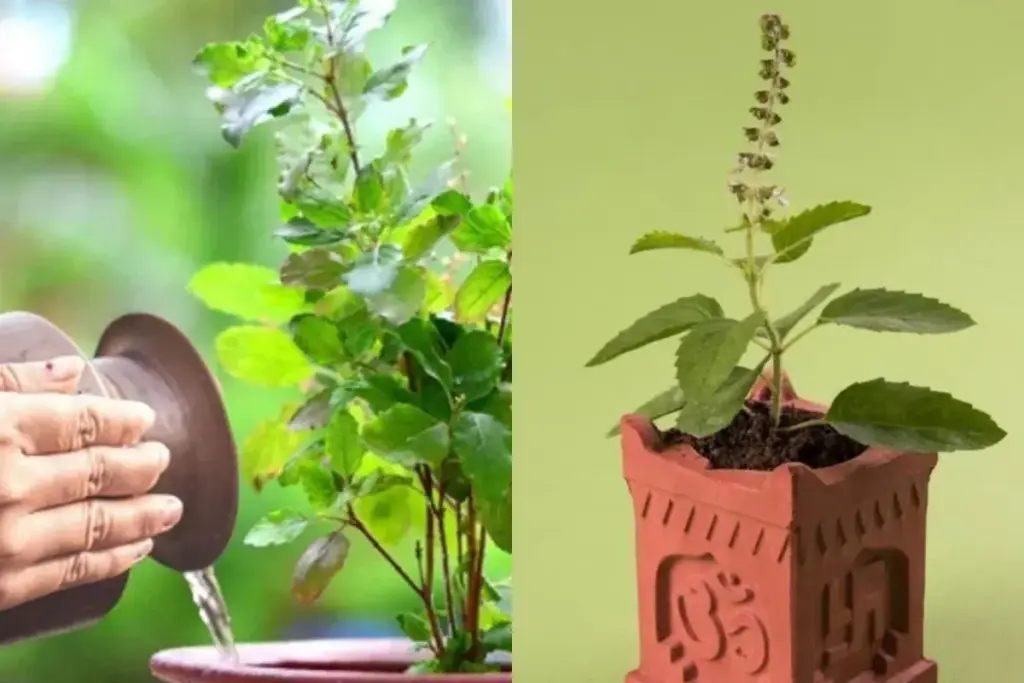 Tulsi plant tips: Tips to grow Tulsi plant without drying out