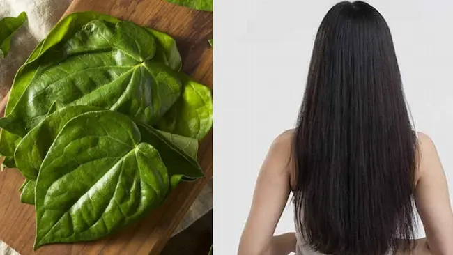 Betel Leaves: జుట్టు ఆరోగ్యానికి ప్రకృతి వరం