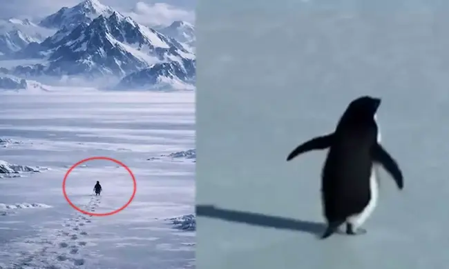 Penguin Story: ఒంటరి పెంగ్విన్ వీడియో.. నేటి మనసులకు అద్దం