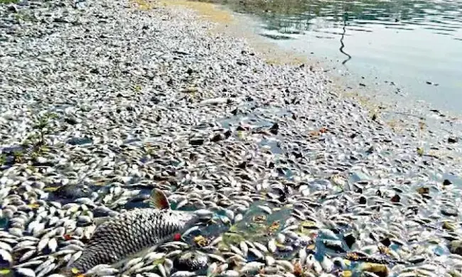 Fish Death: ద్వారకా తిరుమల పుష్కరిణి లో చేపల మృతి