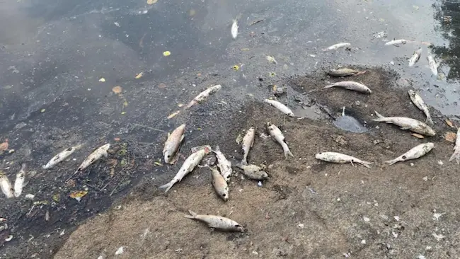 Fish Death