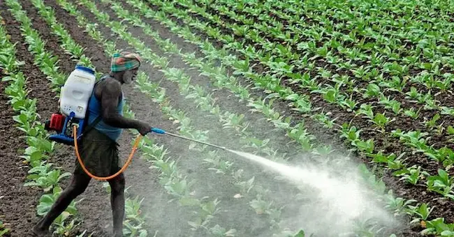 Chemical mafia on crops : పంటలపై రసాయన మాఫియా పంజా!