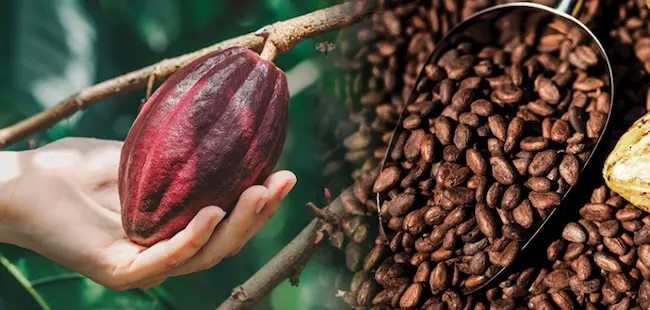 Cocoa beans