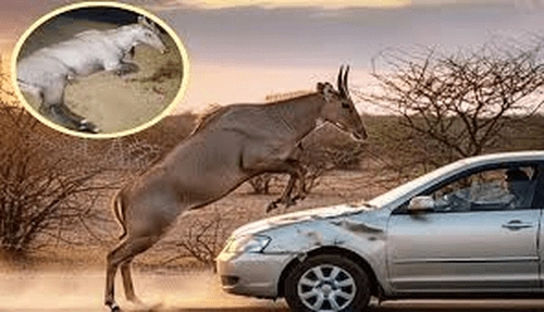 four-year-old child died