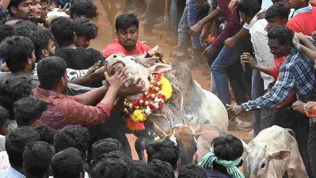 Tirupati District: రంగంపేటలో అంబరాన్నంటిన జల్లికట్టు సంబరాలు