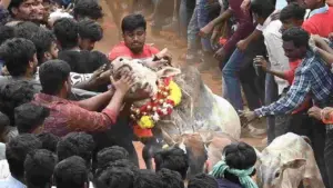 రంగంపేటలో అంబరాన్నంటిన జల్లికట్టు సంబరాలు