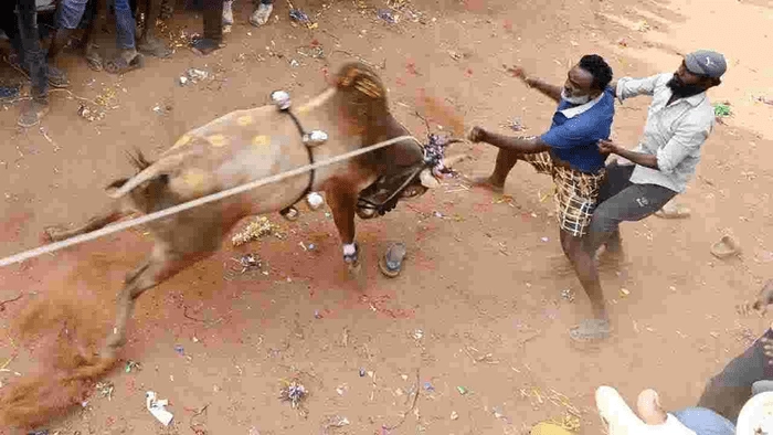 Jallikattu celebrations