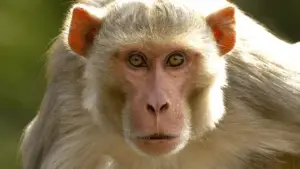 పసికందును బావిలో పడేసిన కోతి.. ప్రాణాలతో బ్రతికాడు!