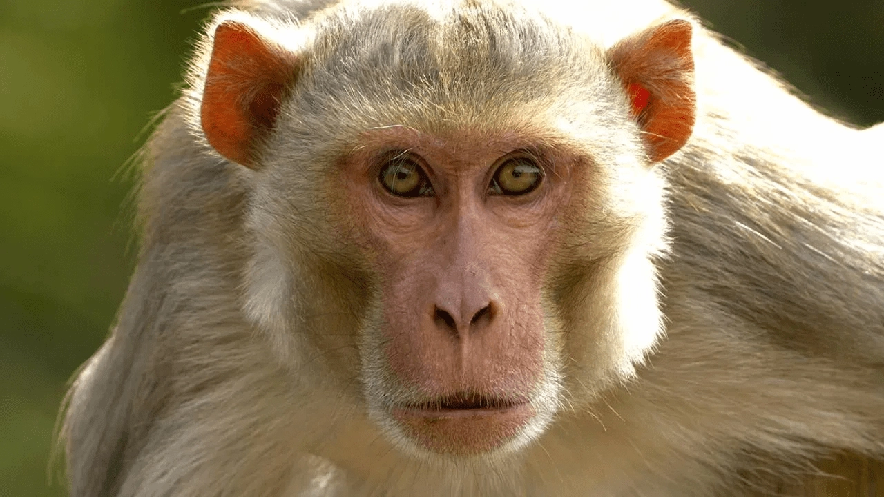 monkey threw an infant into a well; the baby survived