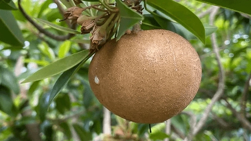 The benefits of eating sapota fruits daily
