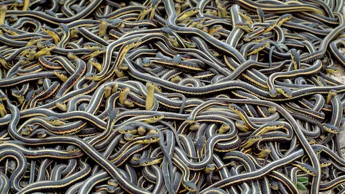 Narcisse: మైనస్‌ 30 డిగ్రీల చలి.. భూగర్భంలో మాత్రం పాములు