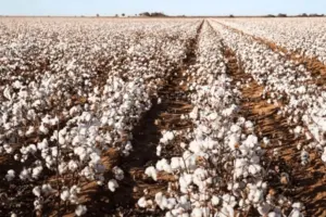 భోపాల్‌లో పత్తి తీత యంత్రం ప్రారంభం..