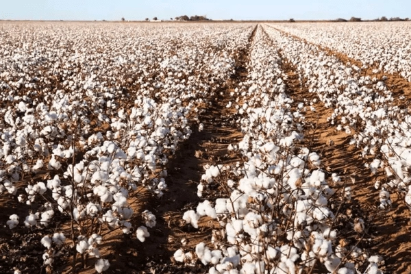 Shivraj Singh Chouhan: భోపాల్‌లో పత్తి తీత యంత్రం ప్రారంభం..