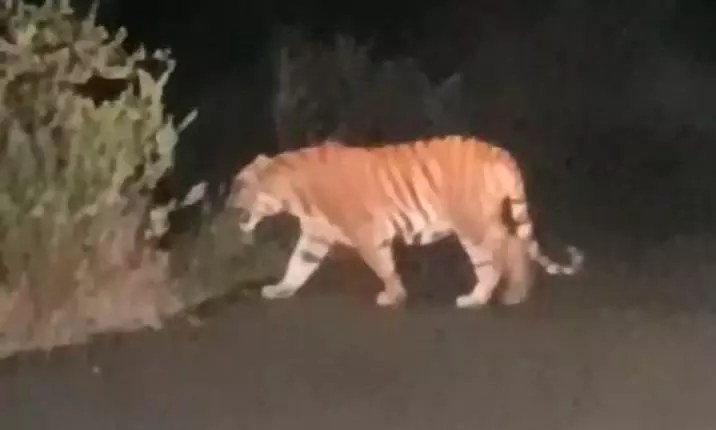 Rajamahendravaram tiger news : రాజమండ్రిలో పెద్దపులి కలకలం, స్కూల్ పక్కనే సంచారం! ప్రజల్లో భయం