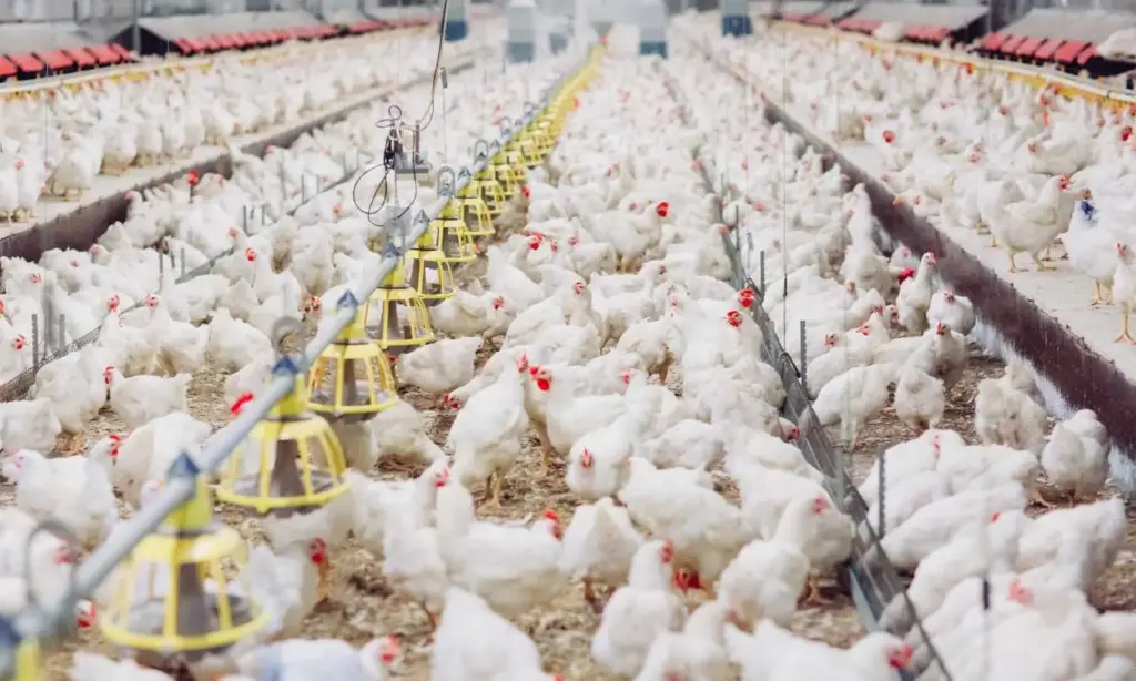 AP: బర్డ్ ఫ్లూ తో 28 వేల కోళ్లు మృతి