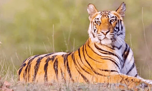 Andhra Pradesh: పట్టుకున్న పెద్దపులిని పాపికొండల్లో వదిలేసిన అధికారులు