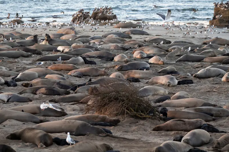 Elephant Seals Pups: కాలిఫోర్నియాలో బర్డ్ ఫ్లూ వ్యాప్తి చెంది డజన్ల కొద్దీ ఎలిఫెంట్ సీల్స్ పిల్లలు మృతి