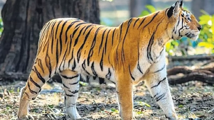 AP: రాజమండ్రిలో పెద్ద పులి సంచారం కలకలం