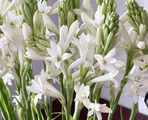 Profit of Rs. 1.2 crore from Nithyamali flower cultivation