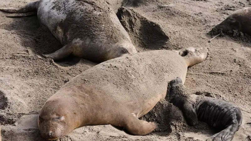 Dozens of elephant seal pups die in California bird flu outbreak

