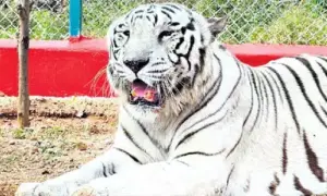 కాకతీయ జూ పార్క్ లో తెల్లపులి మృతి