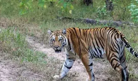 శ్రీశైలం ఫుట్‌పాత్ మార్గంలో పెద్దపులి